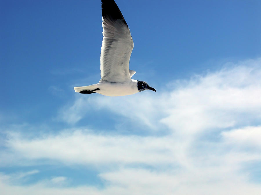 Serenity Seagull Photograph by Marie Hicks