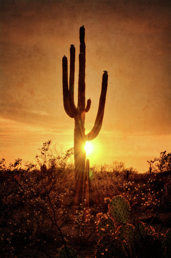 Serenity Sunset in the Sonoran  Photograph by Saija Lehtonen