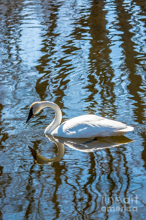 Serenity Swan Photograph by Cheryl Baxter