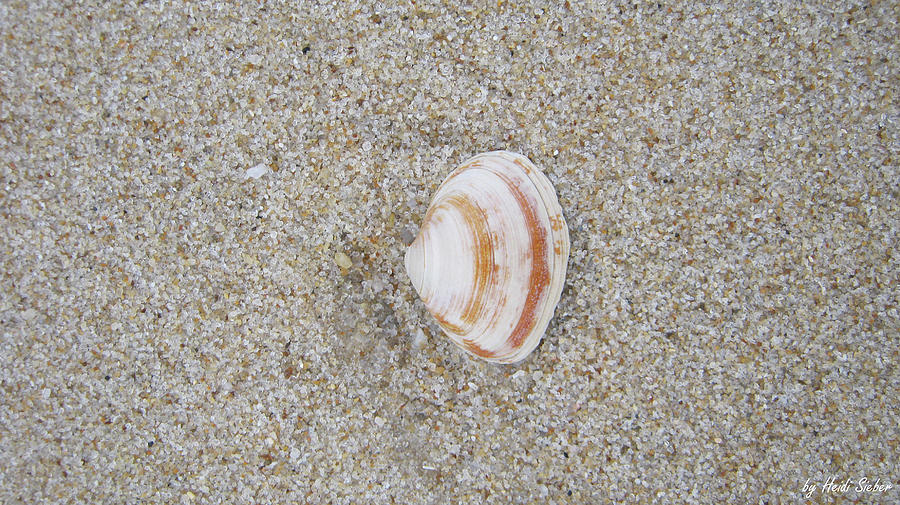 Shell Photograph - Serenity wishes by Heidi Sieber