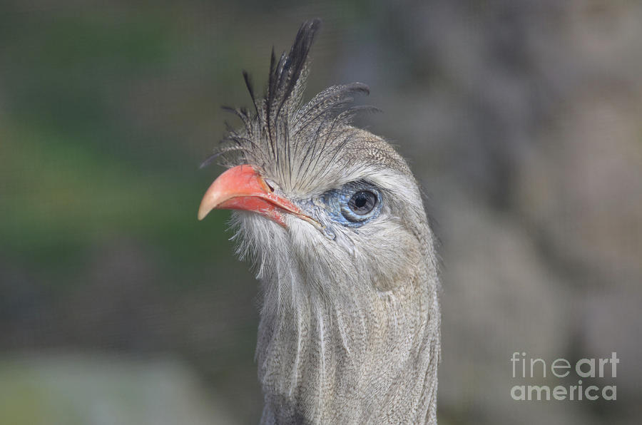 Seriema Bird with Feathers Standing Up with an Orange Beak Photograph by DejaVu Designs