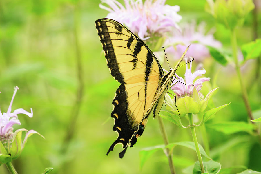 Series of Yellow Swallowtail #2 of 6 Photograph by Joni Eskridge
