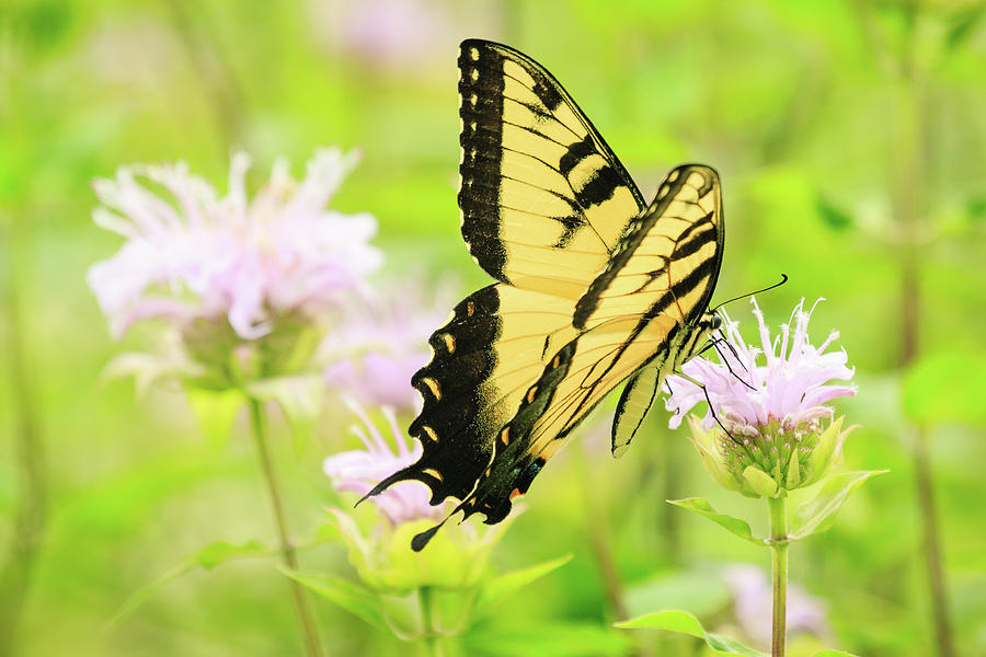 Series of Yellow Swallowtail #4 of 6 Photograph by Joni Eskridge