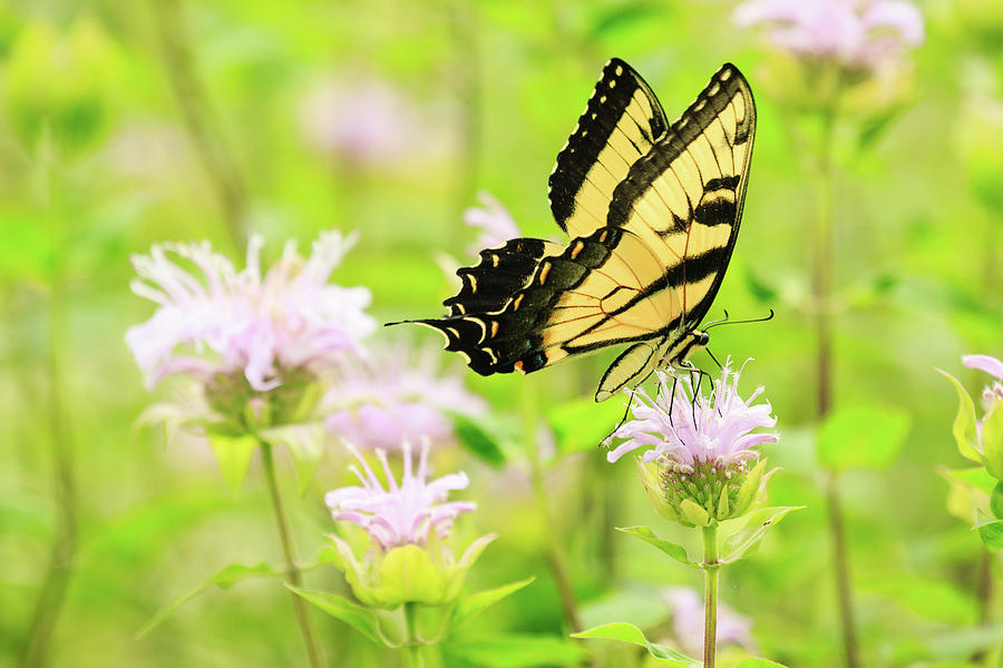 Series of Yellow Swallowtail #5 of 6 Photograph by Joni Eskridge