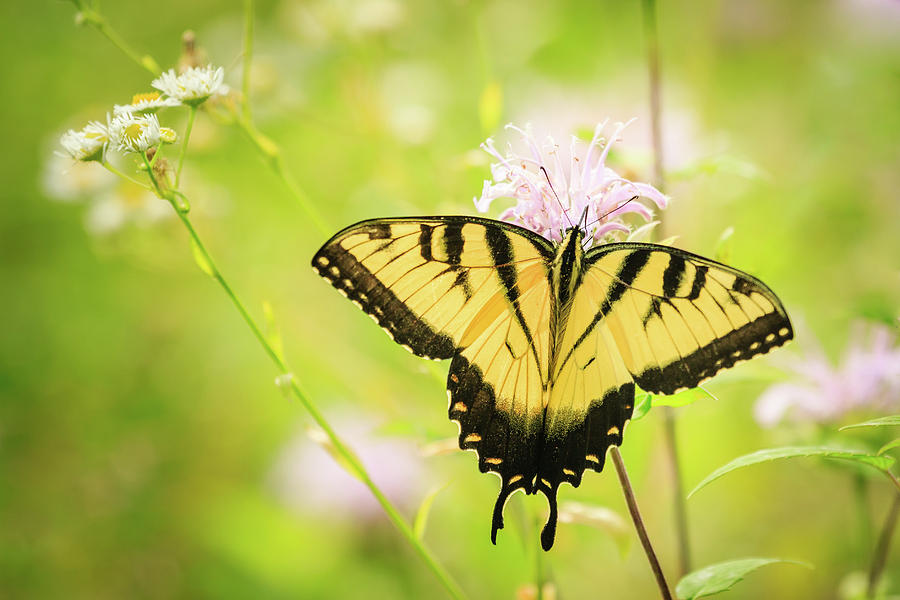 Series of Yellow Swallowtail #6 of 6 Photograph by Joni Eskridge