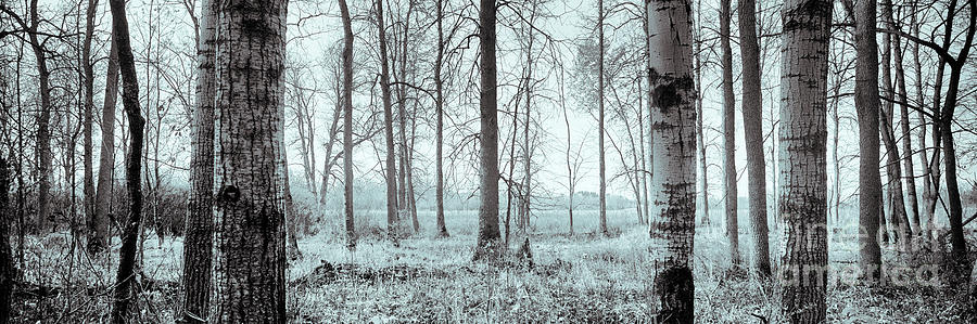 Series Silent Woods 2 Photograph by RicharD Murphy