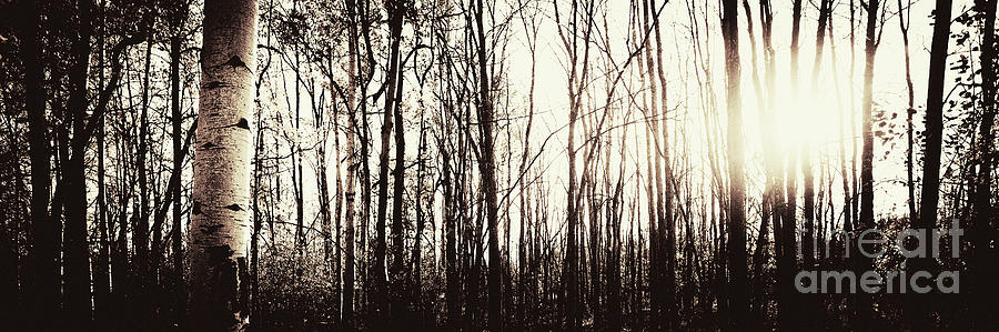 Series Silent Woods 3 Photograph by RicharD Murphy