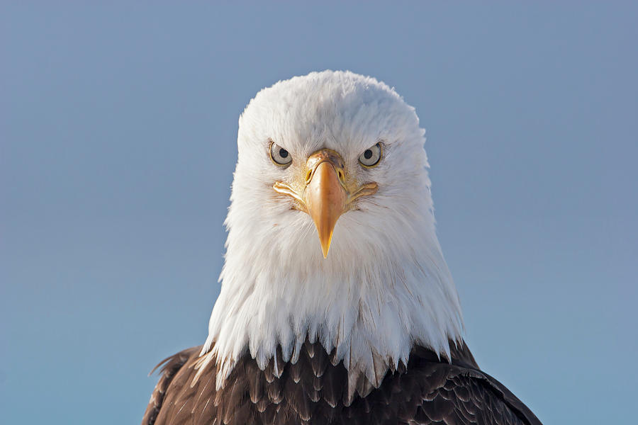 Serious Eagle  Photograph by Mark Miller