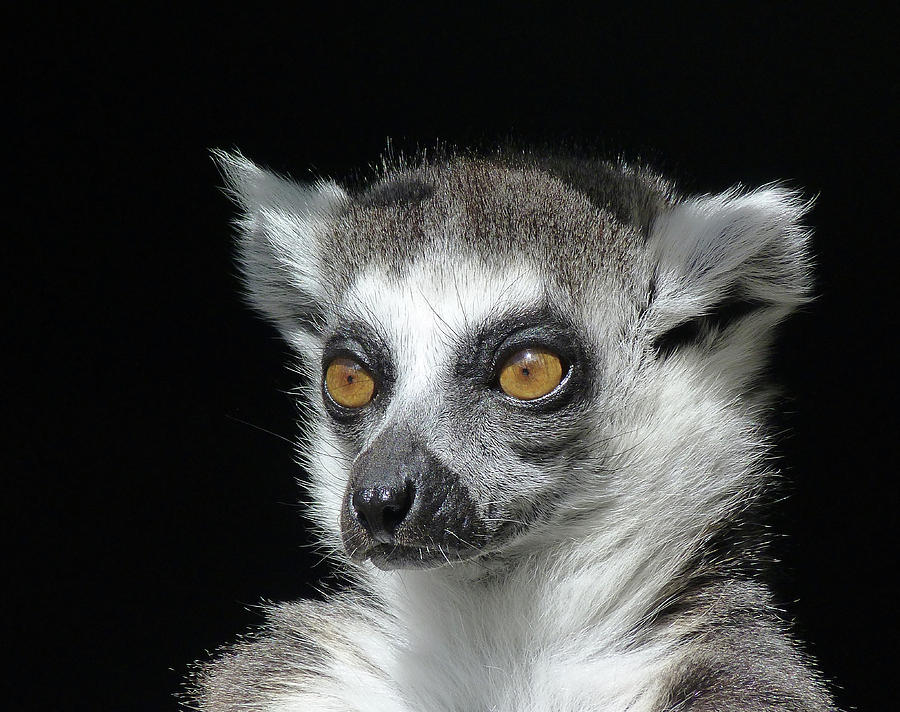 Serious Ring-tailed Lemur Photograph by Margaret Saheed