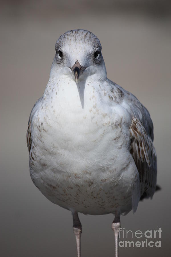Serious Seagull Photograph by Carol Groenen