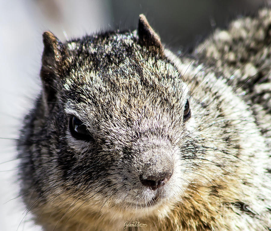 Serious Squirrel Photograph by Adam Morsa