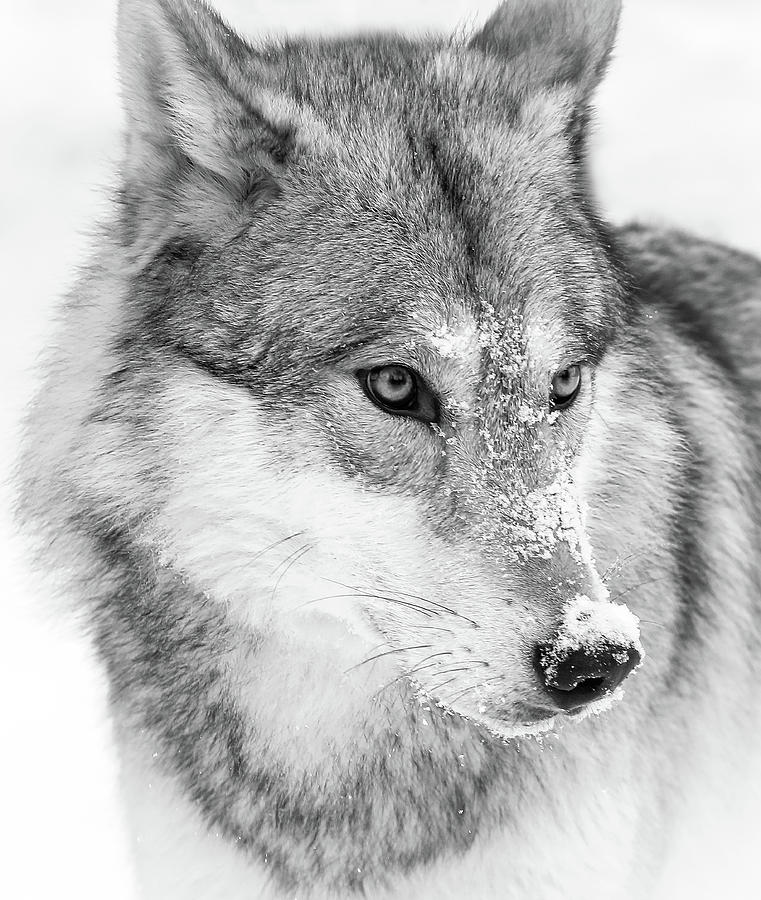 Serious Wolf Photograph by Athena Mckinzie