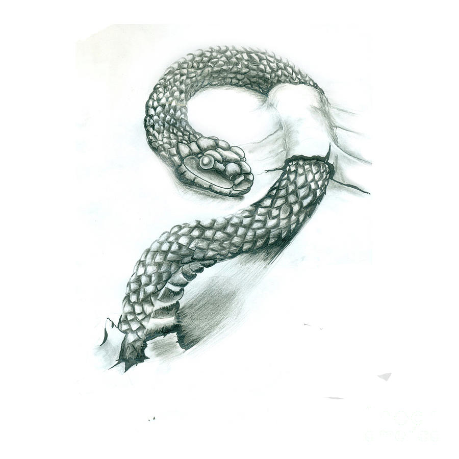 Serpent Drawing by Malith Perera Fine Art America