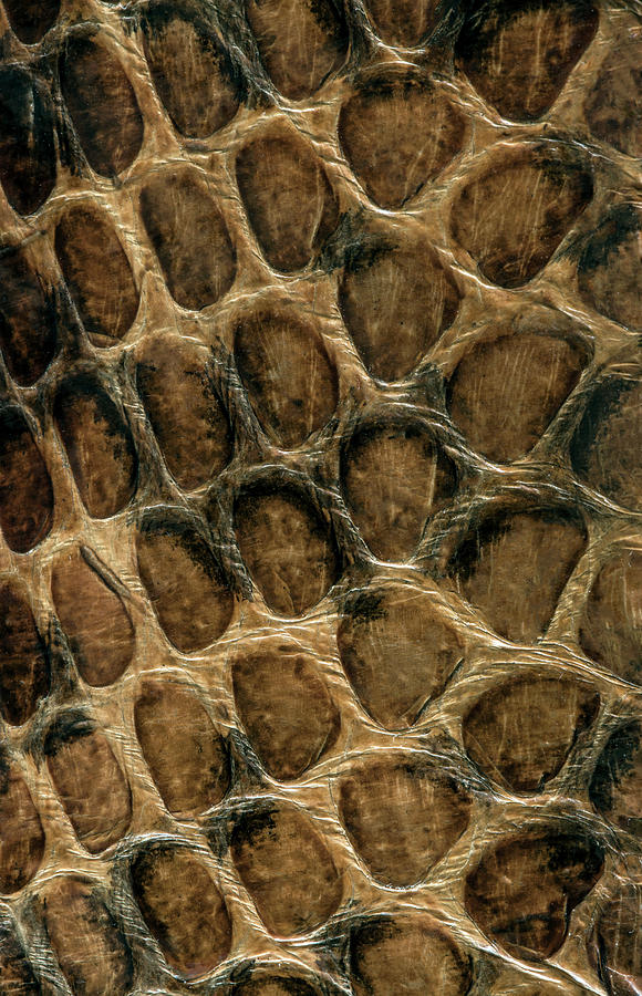 Serpent skin  Photograph by Jaroslaw Blaminsky
