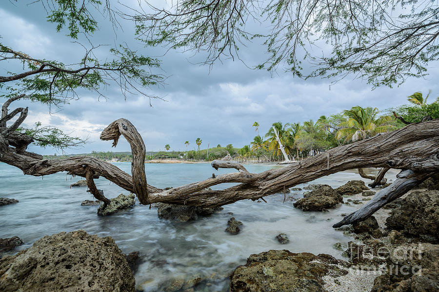 Snake Photograph - Serpentine - Treasure Beach - Jamaica by Marc Evans