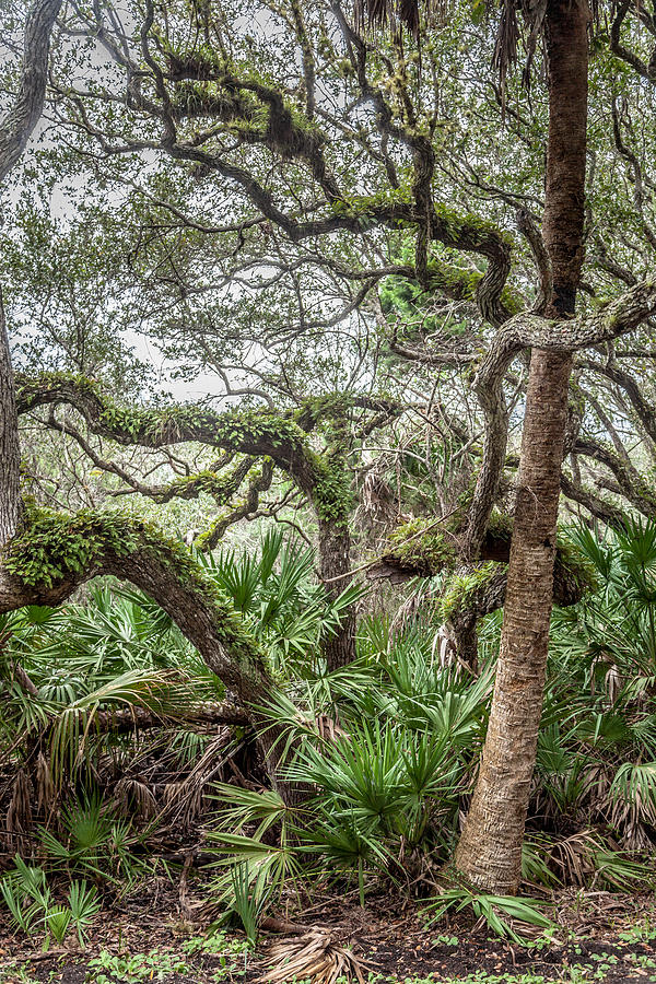 Serpentine Trees Photograph by W Chris Fooshee