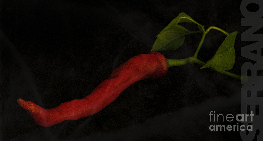 Serrano Pepper with a black background Photograph by Art Whitton