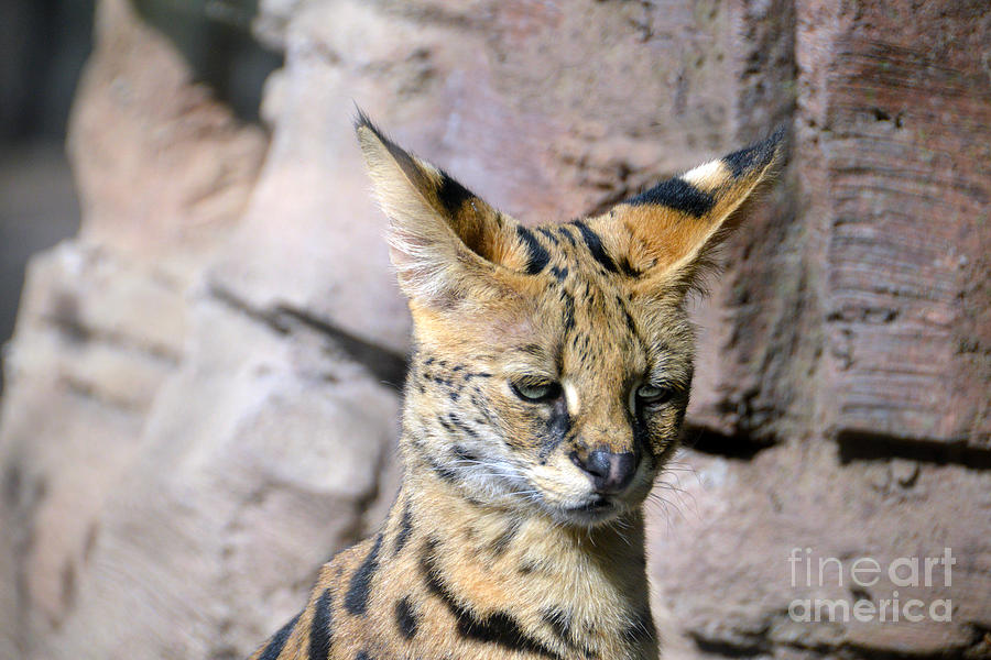 Serval Cat Photograph by Catherine Sherman