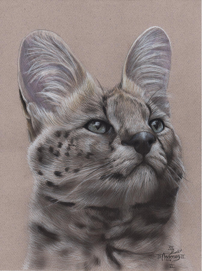 Animal Drawing - Serval Cat by Jonathan Anderson