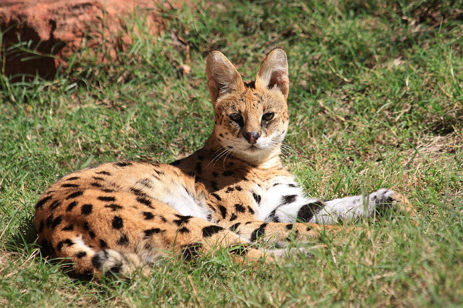 Serval Cat Photograph by Sheila Brown