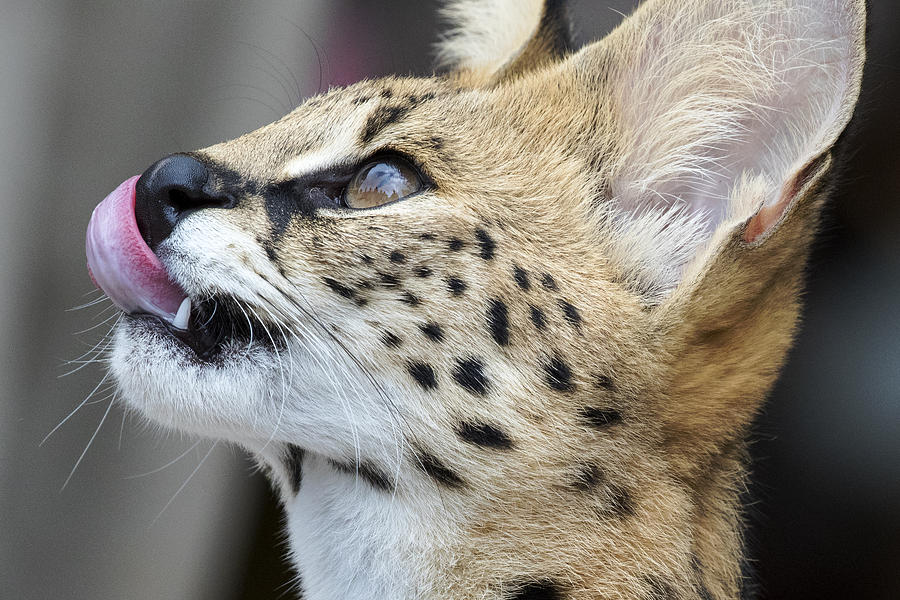 Serval Eyes a Meal Photograph by John McQuiston - Pixels