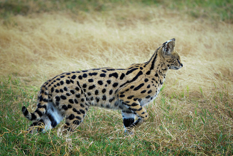 Serval in the Grass Photograph by Vicki Jauron - Pixels