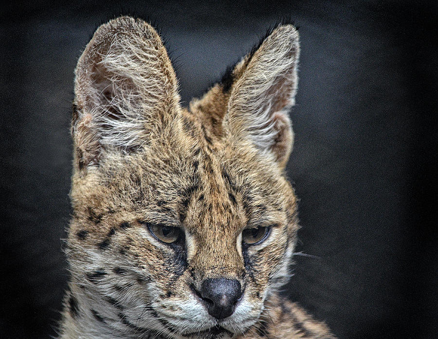 Serval Portrait Photograph by Maggy Marsh