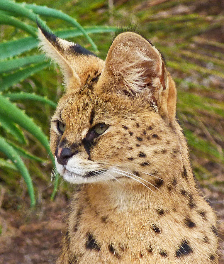 Serval Watcher Photograph by Margaret Saheed