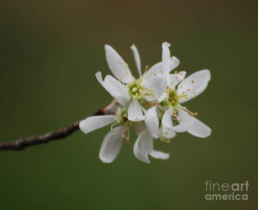 Serviceberry Bloom Photograph by Randy Bodkins