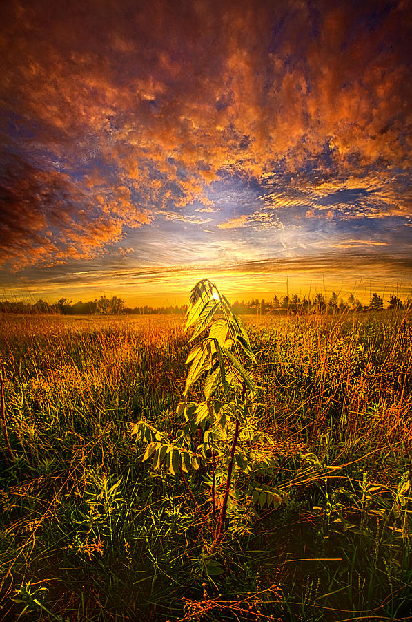 Set Free Photograph by Phil Koch