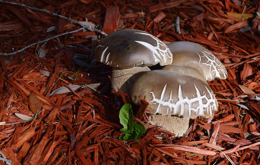 Set of Mushrooms Photograph by Warren Thompson