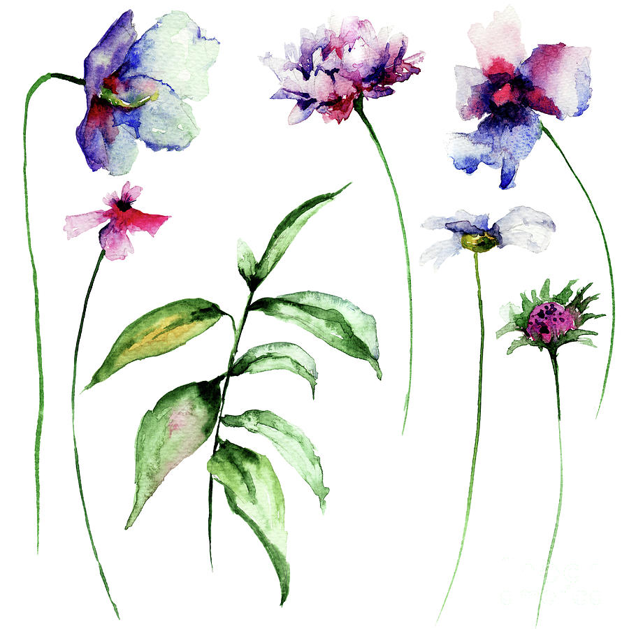 Spring Painting - Set of wild flowers by Regina Jershova