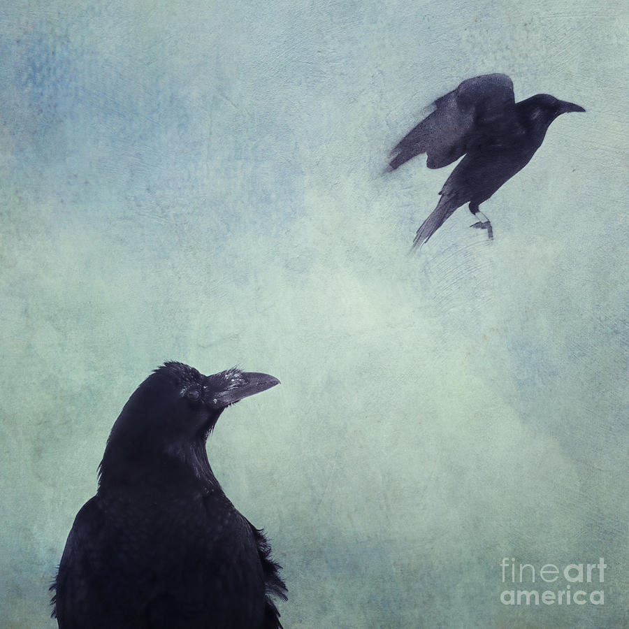 Raven Photograph - Set your mind free by Priska Wettstein