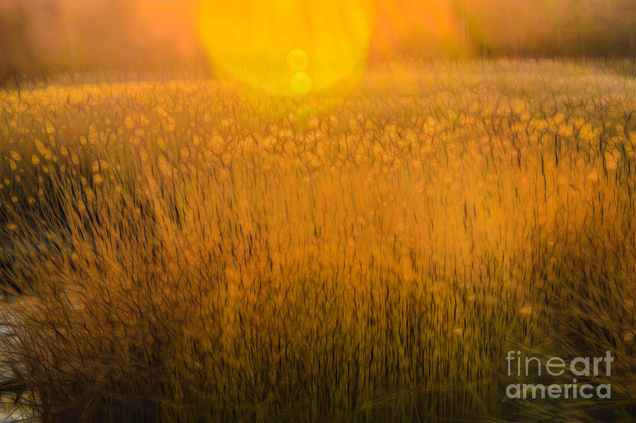 Setauket Sunset Reeds Digital Art by Lynellen Nielsen