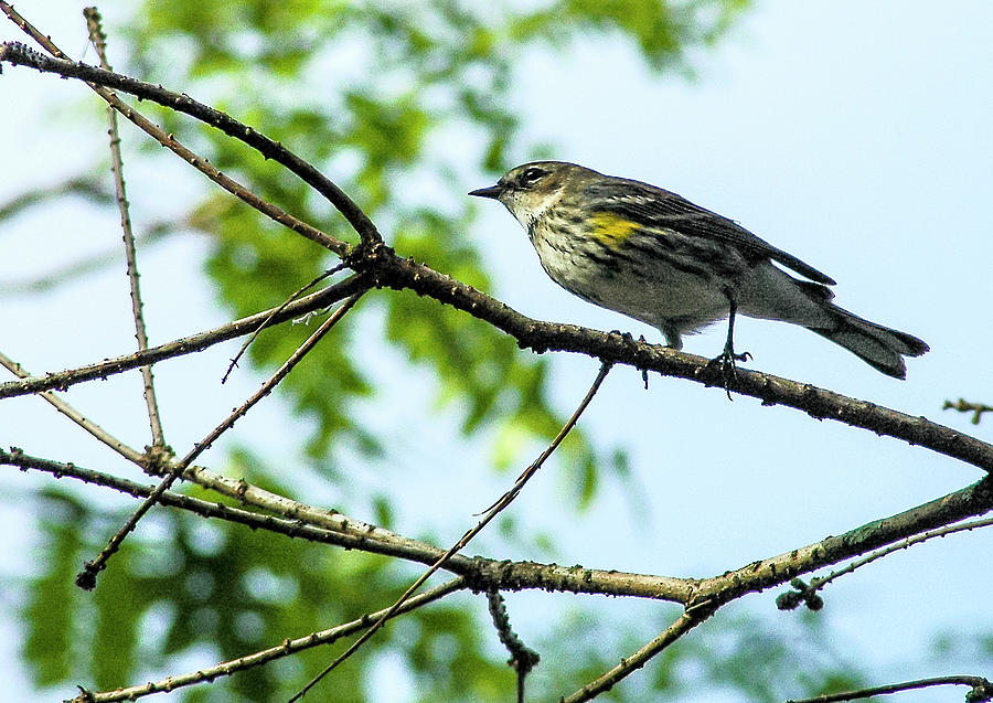 Setophaga Coronata Photograph by Norman Johnson Fine Art America