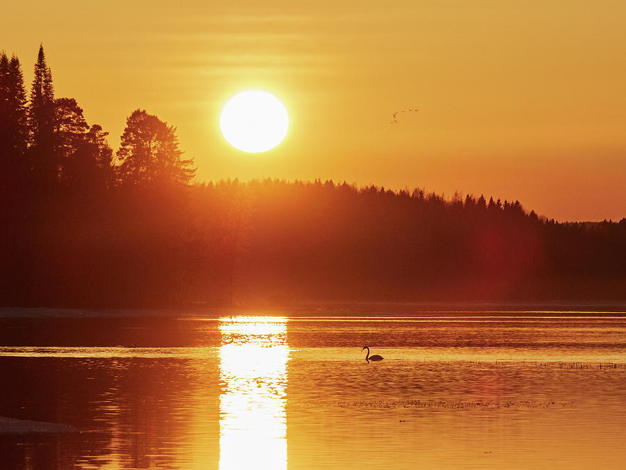 Setting sun and a Whooper Swan Photograph by Jouko Lehto