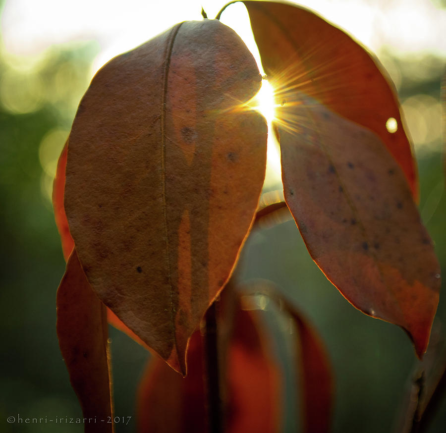 Setting sun through leaves Photograph by Henri Irizarri