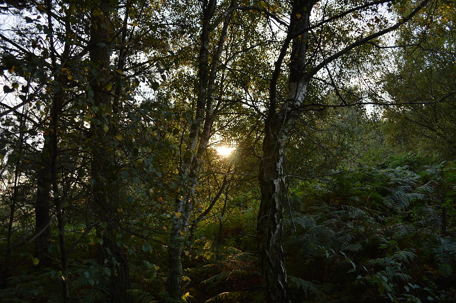 Setting Sun Through Trees Photograph by Adrian Wale