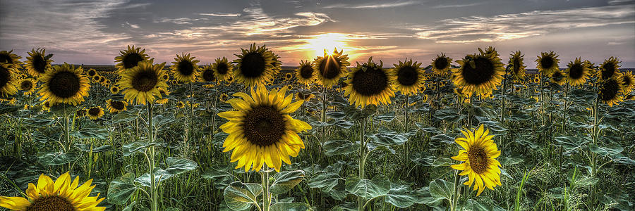Setting Sunflowers Photograph by Chuck Rasco Photography