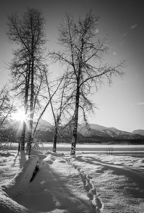 Setting Winter Sun Photograph by Michele Cornelius