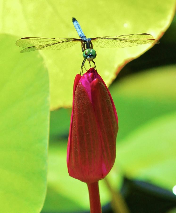 Settled Dragonfly - A dragonfly rests on top of a flower that has yet to bloom this spring. Photograph by Billy Beck