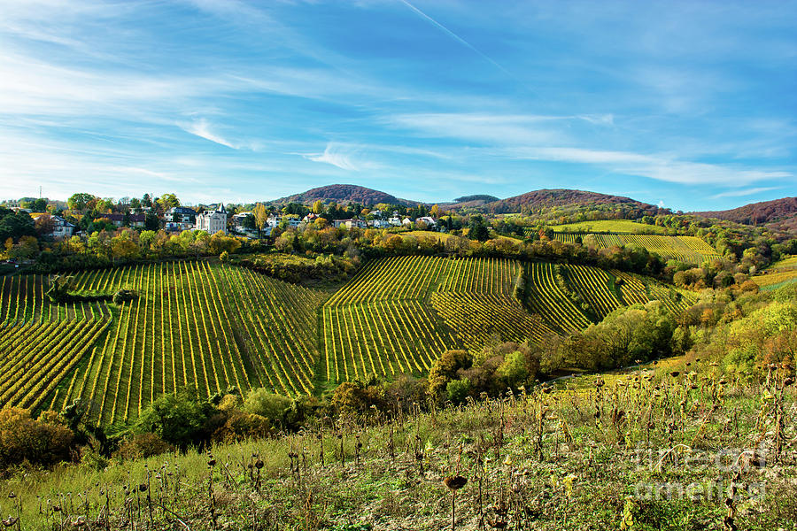 Settlement with Houses at Vineyard in Autumn in Austria Photograph by Andreas Berthold