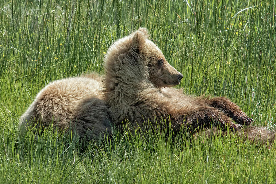 Settling Down Again - Bear Cubs, No. 6 Photograph by Belinda Greb