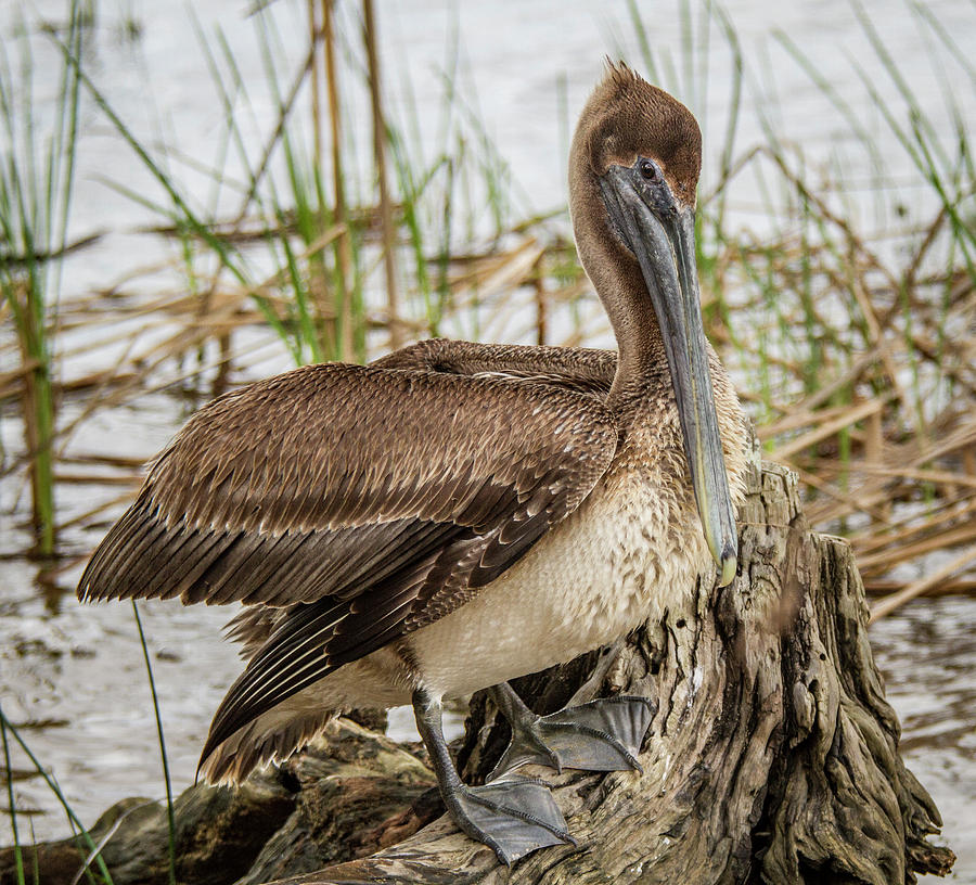 Settling Pelican Photograph by Jean Noren