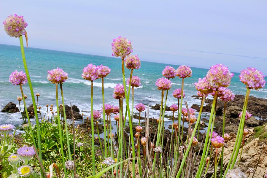 Flower Photograph - Seuss by the Sea by Erin Finnegan