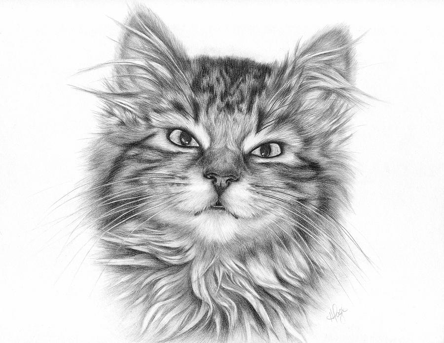 Seven - Tabby Kitten Drawing by Heather Page