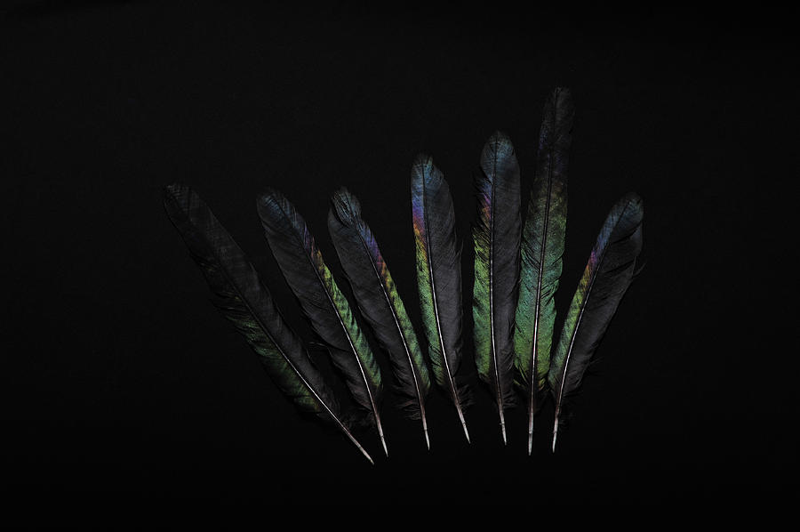 Seven Black Feathers Photograph by Randi Grace Nilsberg