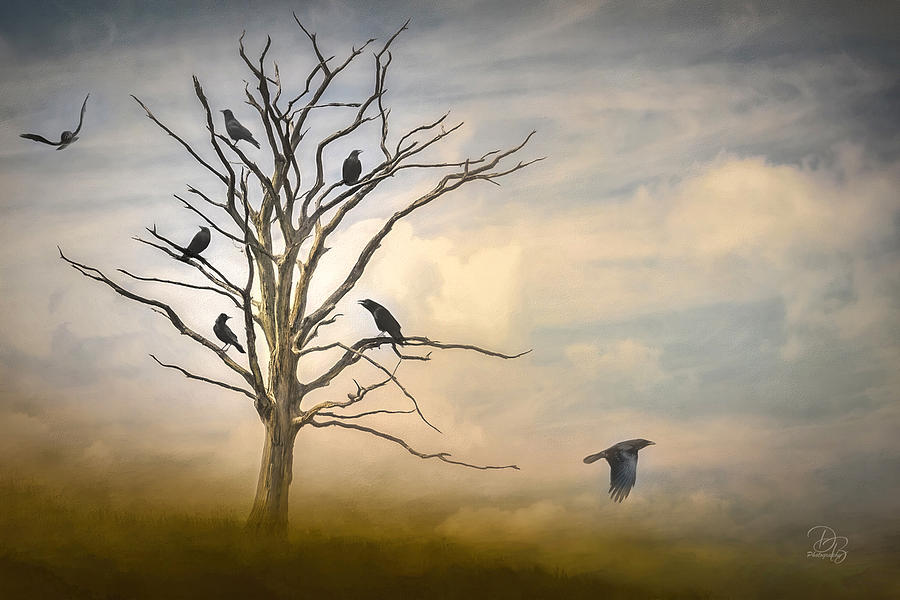 Seven Crows Photograph by Debra Boucher