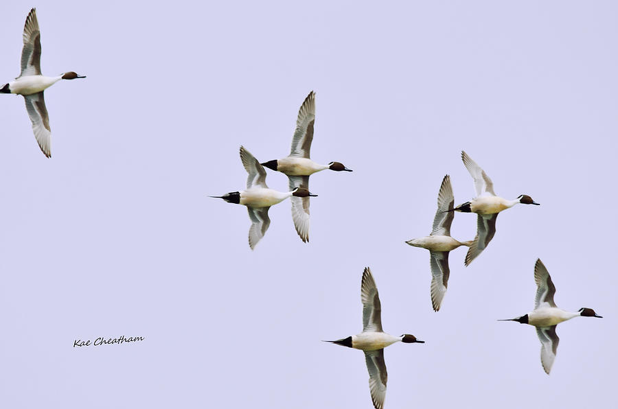 Seven Pintail Ducks on High Photograph by Kae Cheatham