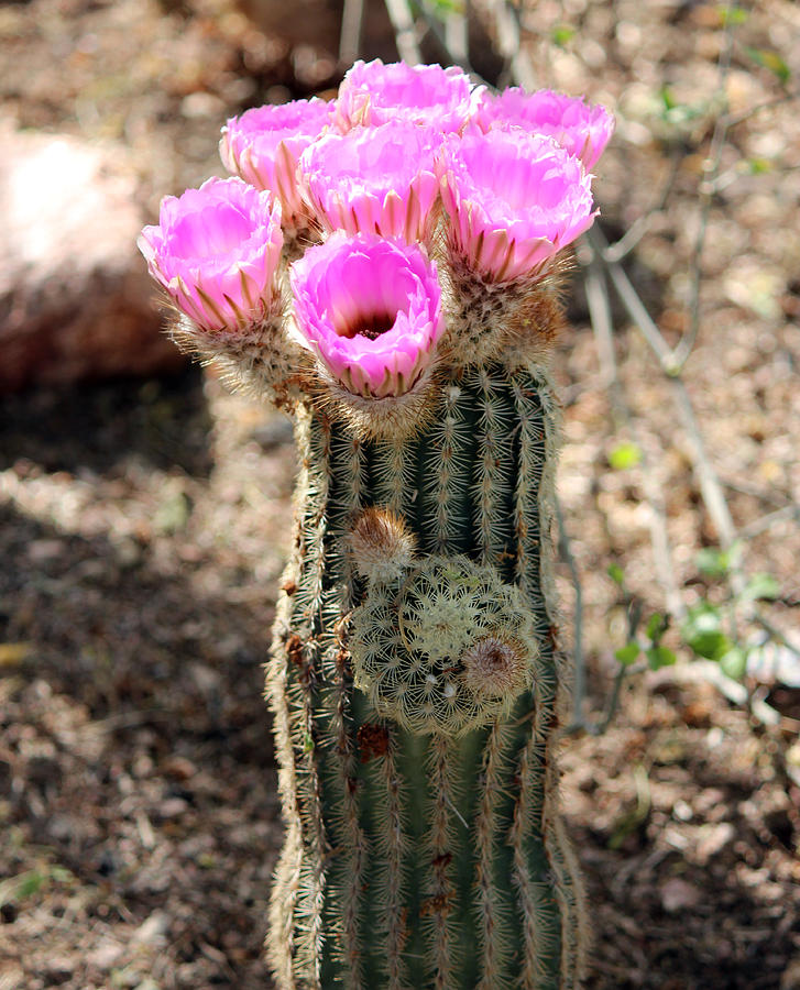 Seven Pink Cactus Flowers Photograph by Lorraine Baum